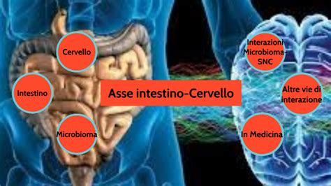 Schema che illustra l'asse intestino-cervello