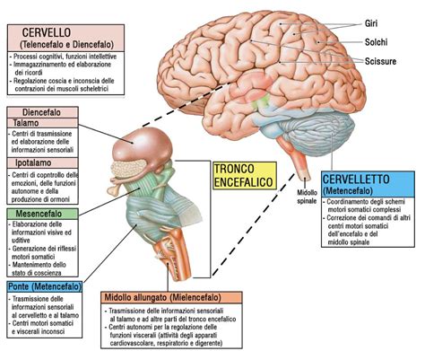 Schema che illustra l'azione degli antipsicotici sul cervello