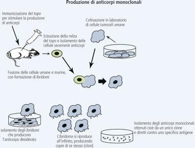 schema che illustra l'azione degli anticorpi monoclonali sull'amiloide
