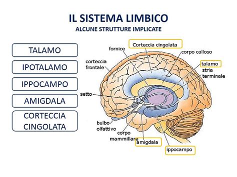 Diagramma che illustra la connessione tra emozioni e apprendimento nel cervello