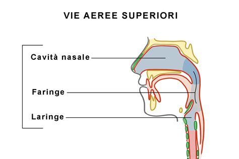 Illustrazione che mostra le vie aeree superiori bloccate durante un episodio di apnea del sonno