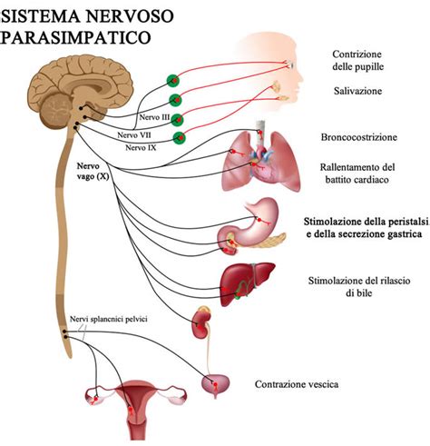 Schema del nervo vago