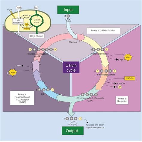 Diagramma che illustra il ciclo della teoria della riduzione della pulsione: Bisogno -> Tensione (Pulsione) -> Comportamento -> Soddisfazione (Riduzione della tensione) -> Rinforzo.