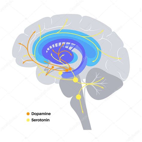 Illustrazione schematica della sintesi della serotonina nel cervello