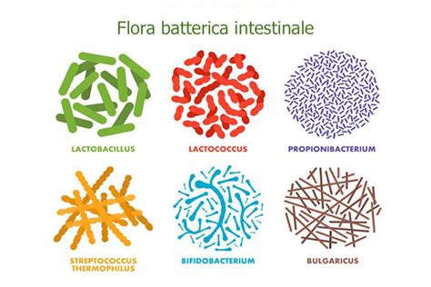 Illustrazione della flora batterica intestinale