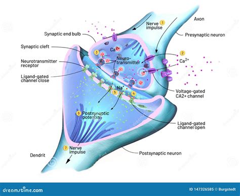 Illustrazione di un neurone con sinapsi
