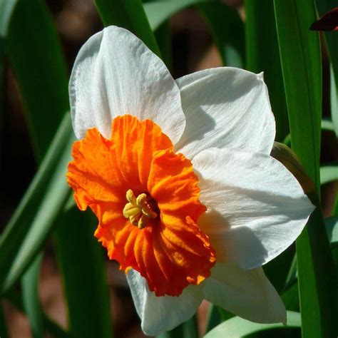 Un fiore di narciso che cresce vicino a uno specchio d'acqua