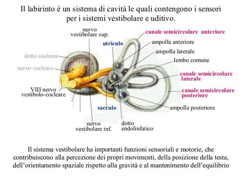 Diagramma del sistema vestibolare e della propriocezione