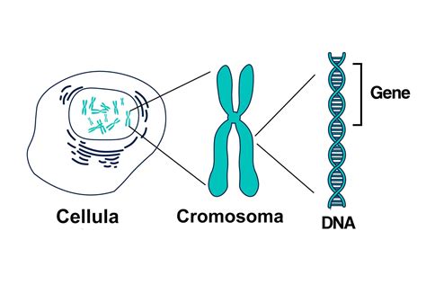DNA e geni