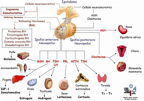 Diagramma della ghiandola tiroidea umana e dei suoi ormoni