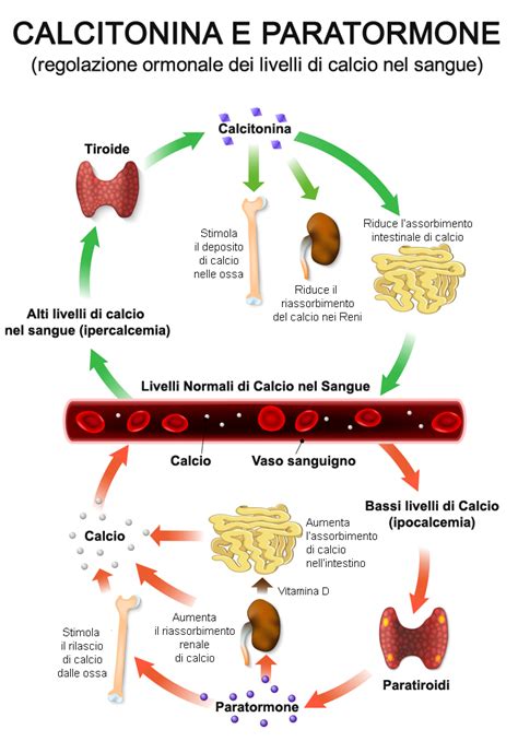 Diagramma che illustra il ciclo del calcio e il ruolo del paratormone
