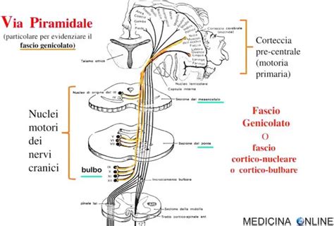 Diagramma che illustra i sintomi extrapiramidali
