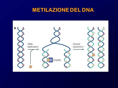 Diagramma che illustra il processo di metilazione del DNA