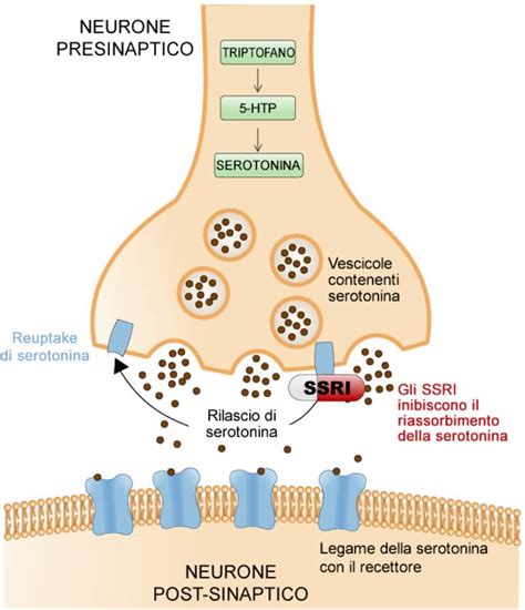Schema dell'azione degli SSRI sul reuptake della serotonina