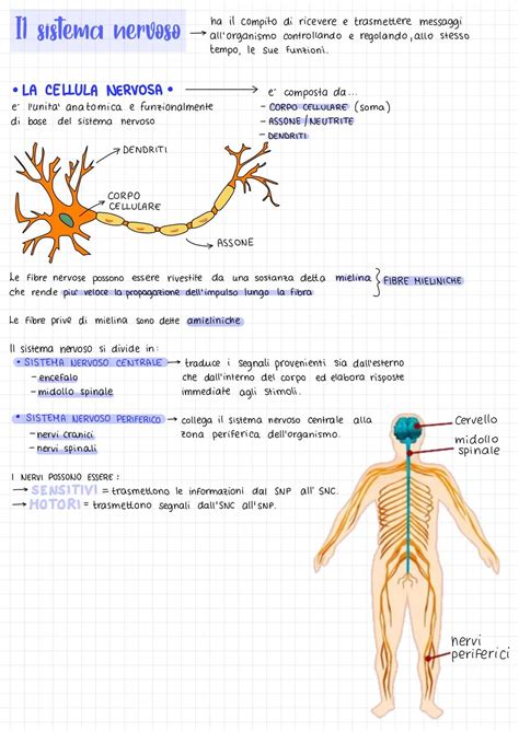 diagramma semplificato del sistema nervoso