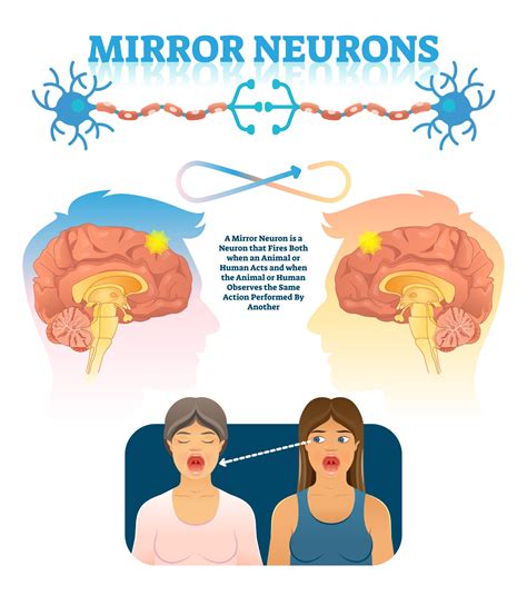 Diagram illustrating mirror neurons and their function