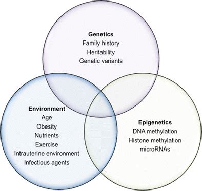Diagram showing the interaction between genes, environment, and epigenetic factors in influencing intelligence