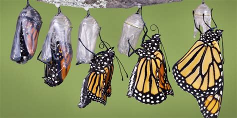 Simbolo di un bozzolo che si apre