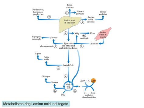 Diagramma del metabolismo dell'Alprazolam nel fegato