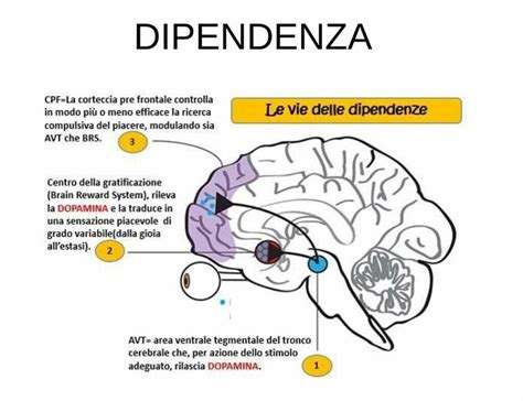 Diagramma delle correlazioni cerebrali tra dipendenza affettiva e tossicodipendenza