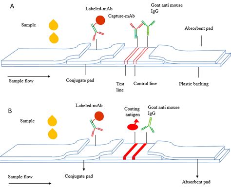 Diagramma schematico del principio di funzionamento di un test immunocromatografico a flusso laterale