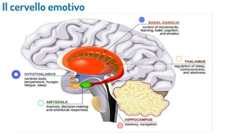 Illustrazione che mostra le differenze tra cervello emotivo e cervello razionale