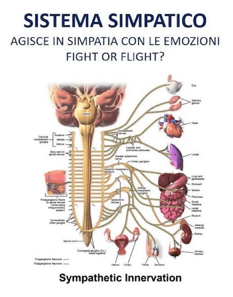 Diagramma che illustra la reazione di 