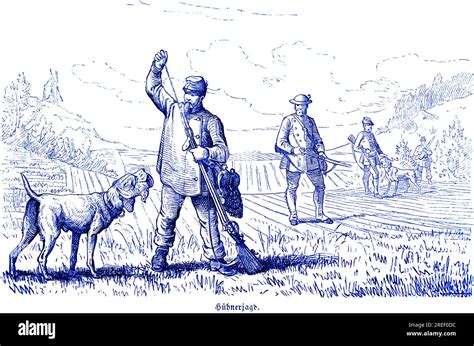 Illustrazione storica di cani da caccia medievali