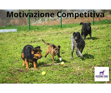 Schema grafico delle 18 motivazioni canine
