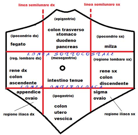 Diagramma dei quattro quadranti addominali con gli organi principali