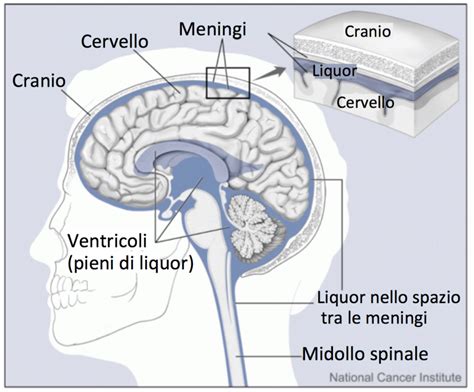 Diagramma del flusso del liquido cerebrospinale nel cervello