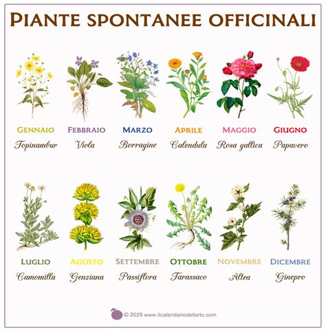 Infografica che mostra le principali piante officinali utili per l'ansia e le loro proprietà