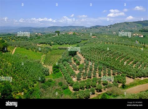 campagna sarda con vigne e ulivi