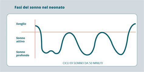 Schema dei cicli del sonno