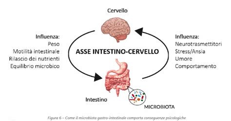 Illustrazione dell'asse intestino-cervello con le sue connessioni