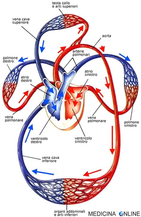 Diagramma del sistema circolatorio umano con evidenziato il percorso del sommergibile miniaturizzato