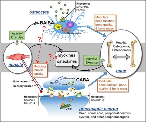 Diagramma che illustra l'azione del GABA sul sistema nervoso centrale