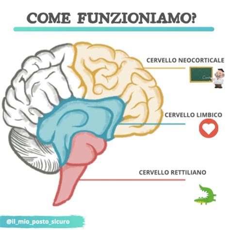 Diagramma che illustra le interconnessioni tra cervello rettiliano, sistema limbico e neocorteccia.