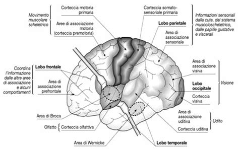 Diagramma dei circuiti cerebrali coinvolti nel DOC