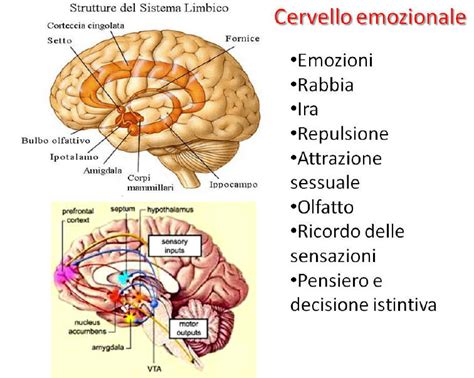 Diagramma del cervello che evidenzia l'amigdala e i circuiti di risposta allo stress