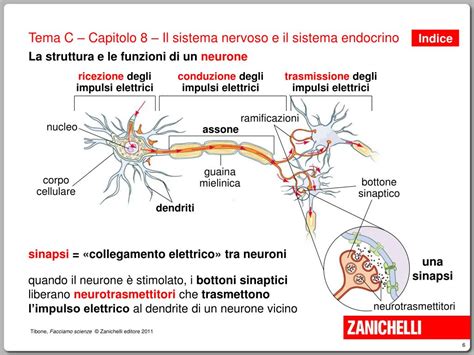 Diagramma di un neurone cerebrale con impulsi elettrici