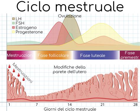 schema del ciclo mestruale e dei livelli ormonali