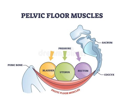 schema dei muscoli del pavimento pelvico femminile