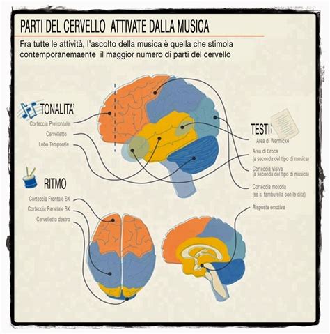 Diagramma del cervello che mostra l'attivazione con la musica