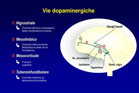 Schema che illustra le vie dopaminergiche e serotoninergiche nel cervello
