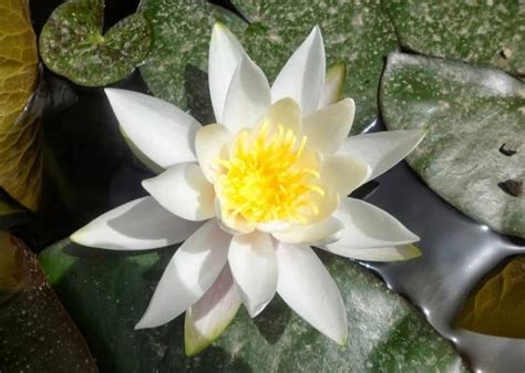 Schema che illustra le radici del loto nel fango e il fiore che emerge dall'acqua