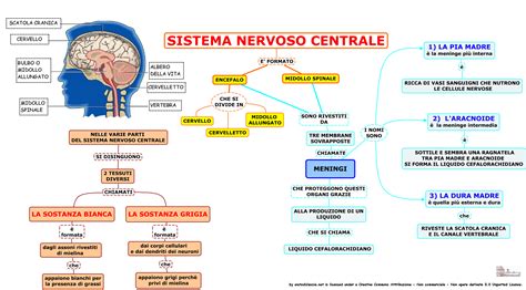 Struttura del sistema nervoso centrale