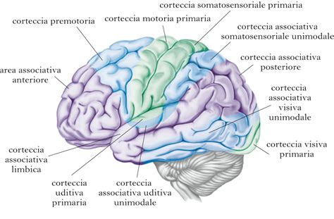 Diagramma che illustra le aree di intervento della psichiatria