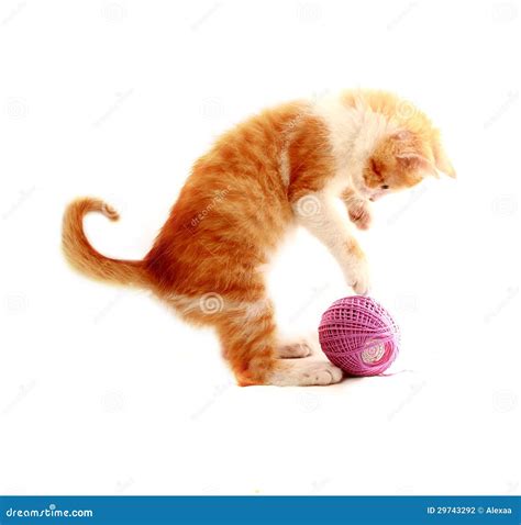 Gattino che gioca con una pallina