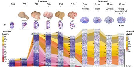infografica che mostra le fasi dello sviluppo cerebrale